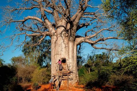 La Bataille de la Baobab: Une Confrontation Épique entre les Rois Khoi et Nguni pour la Maîtrise du Commerce des Perles